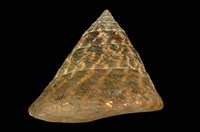 藏品(牛蹄鐘螺)的圖片